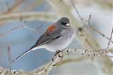 Dark-eyed Junco